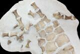 Fossil Plesiosaur Paddle - Goulmima, Morocco #108161-3